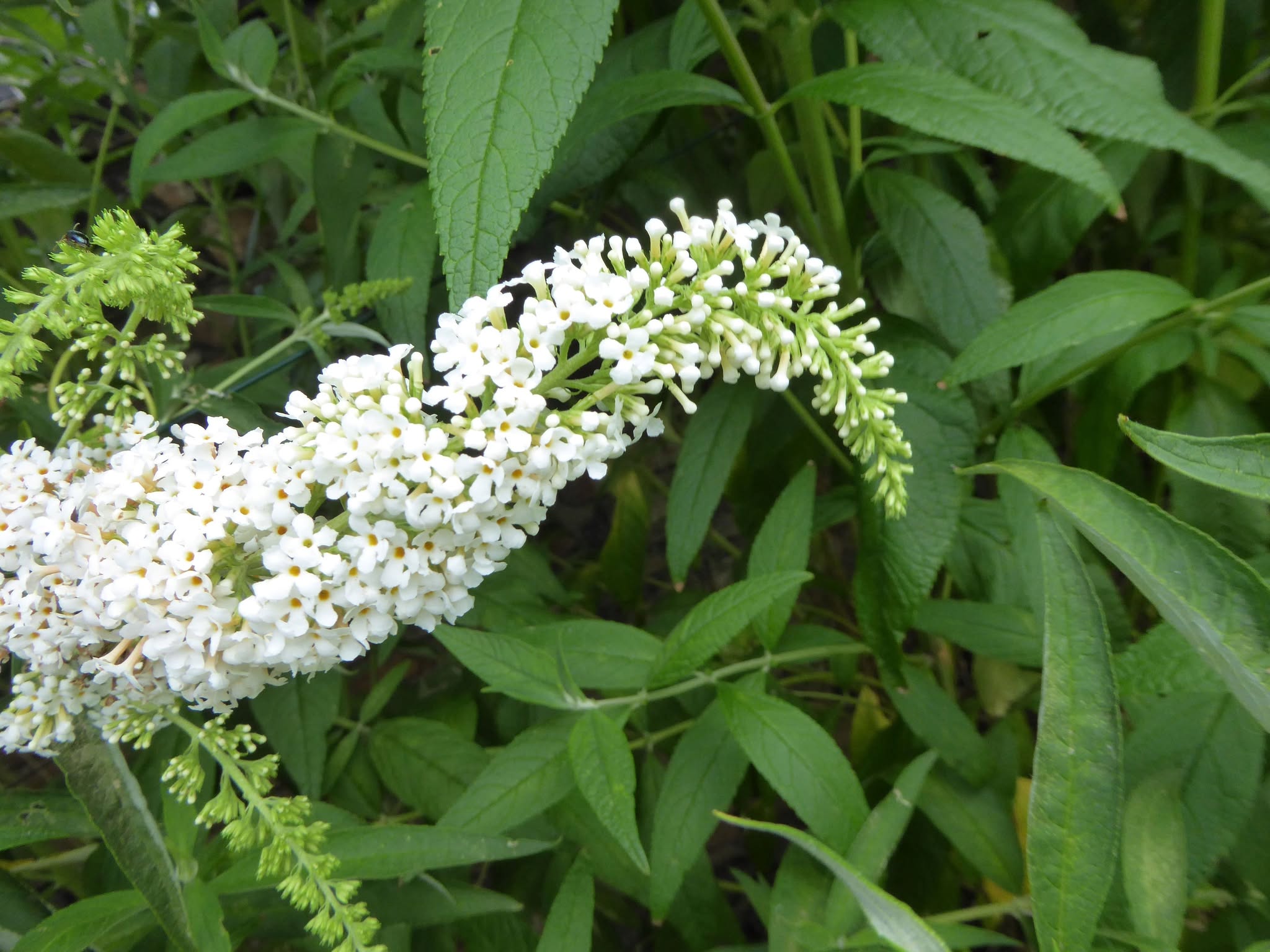 Budleja Davidova – biela (motýlí ker)